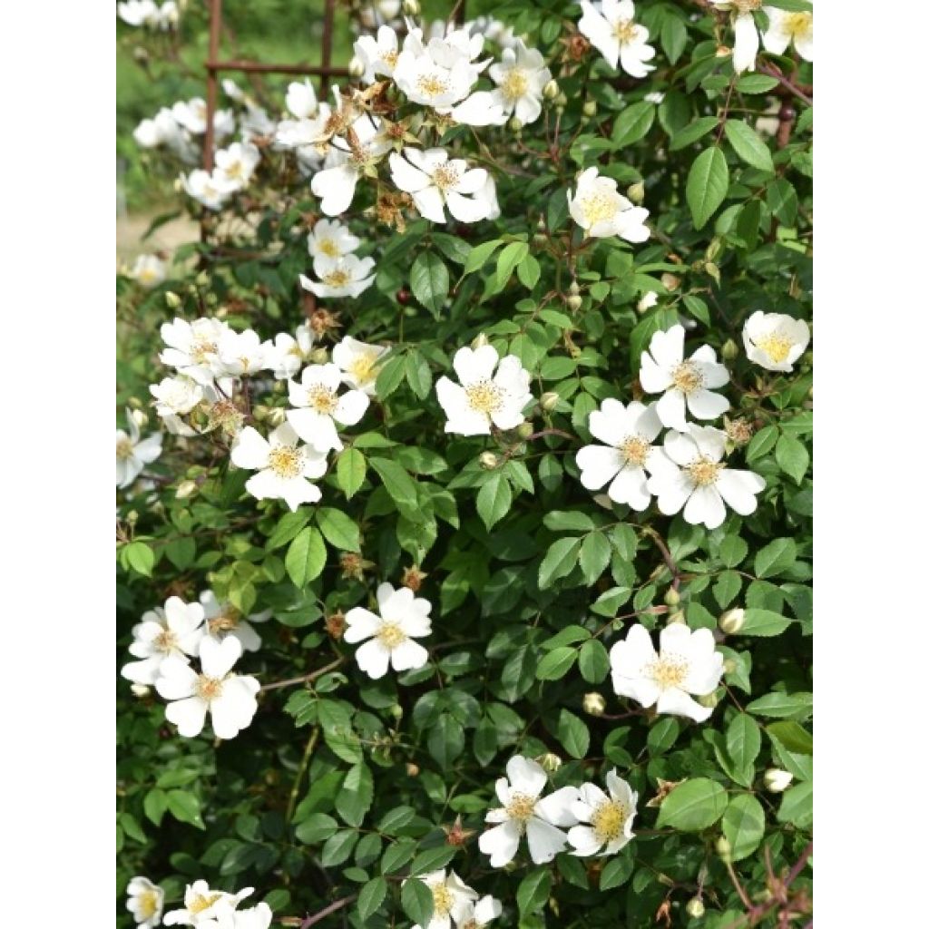 Rosier des champs - Rosa arvensis