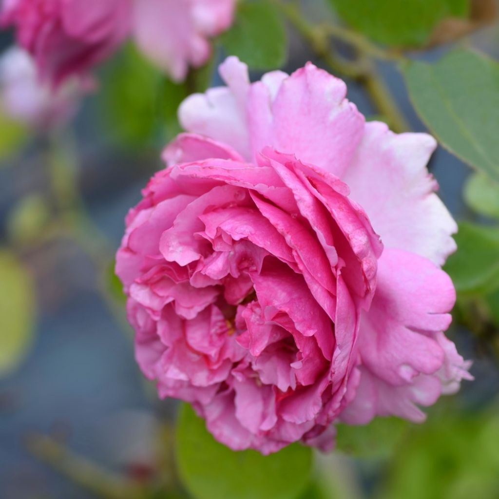 Rosier grimpant Yves Piaget