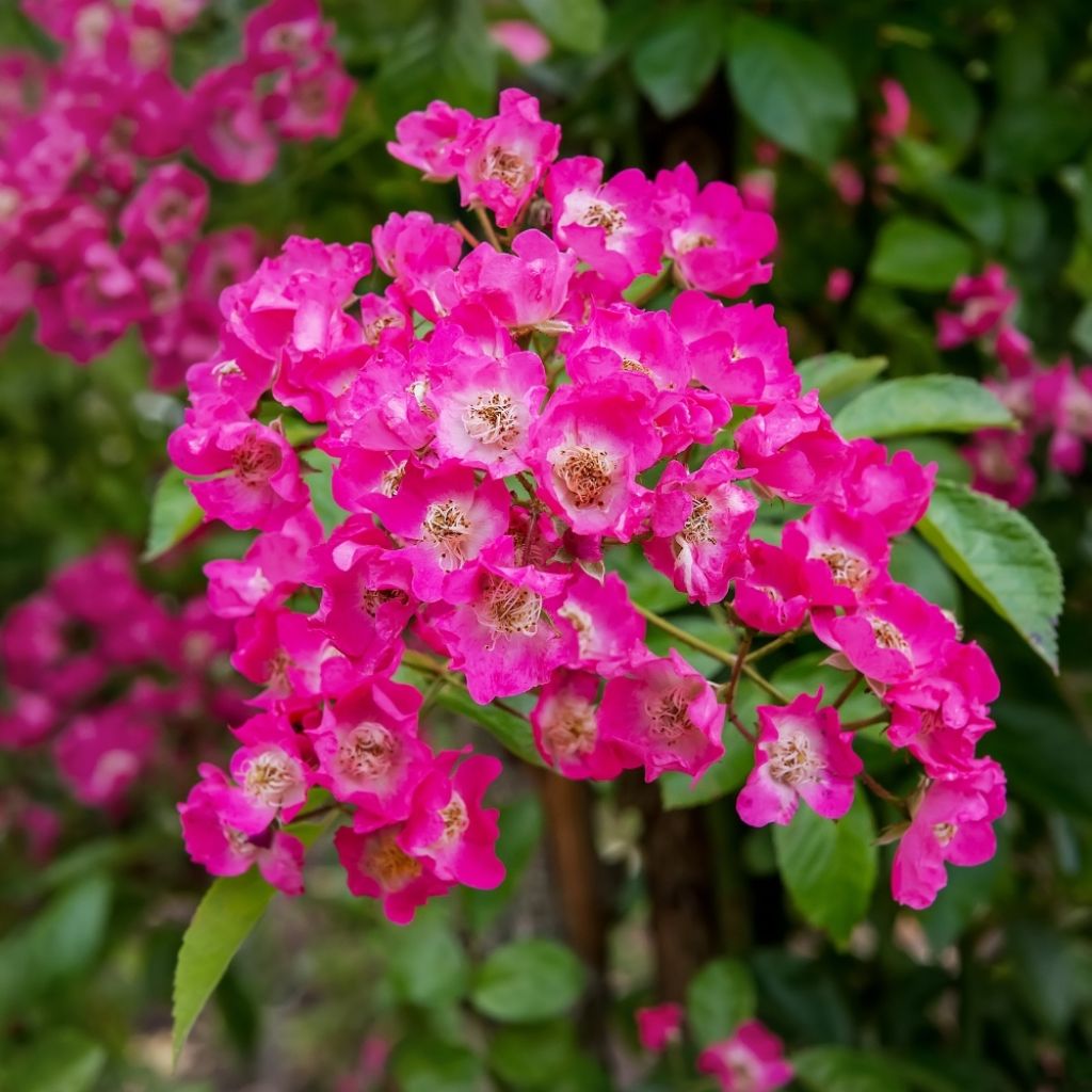 Rosier liane Maria Lisa