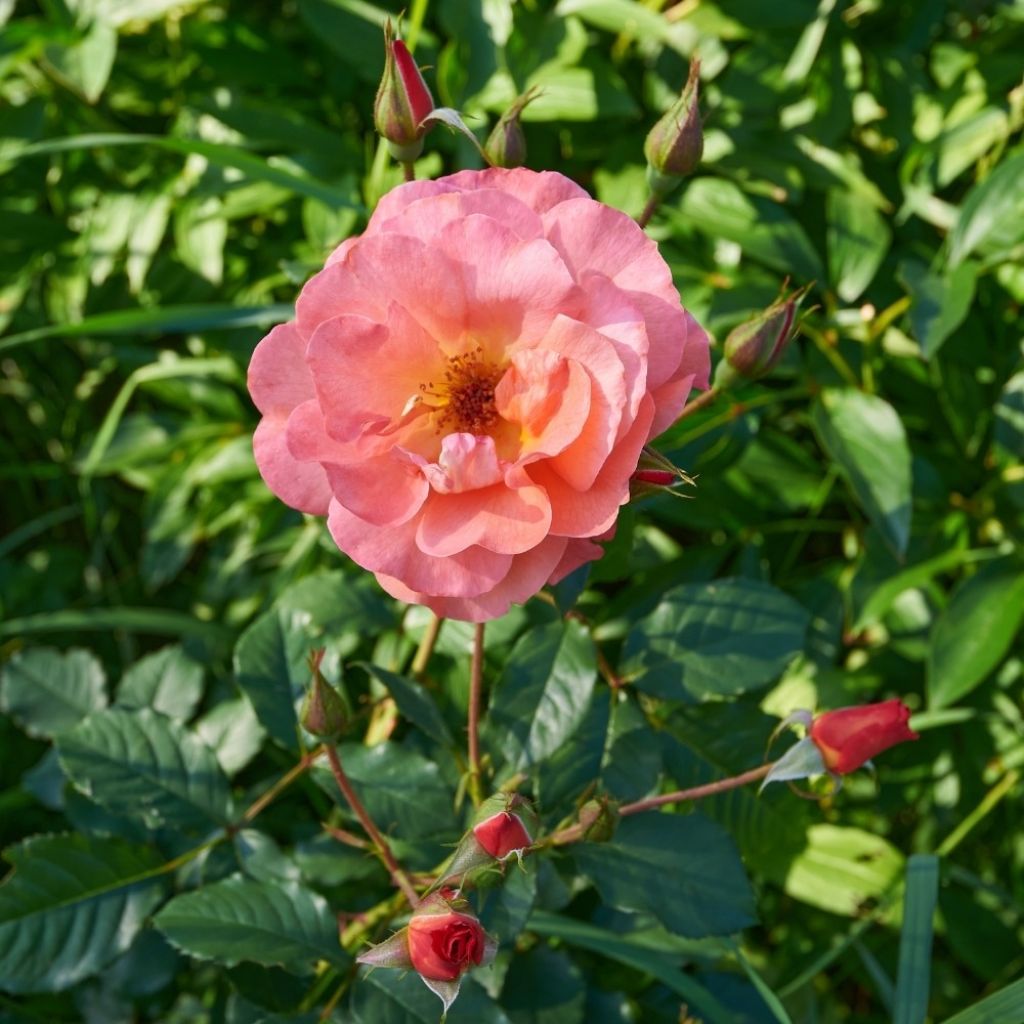 Rosier arbustif Westerland