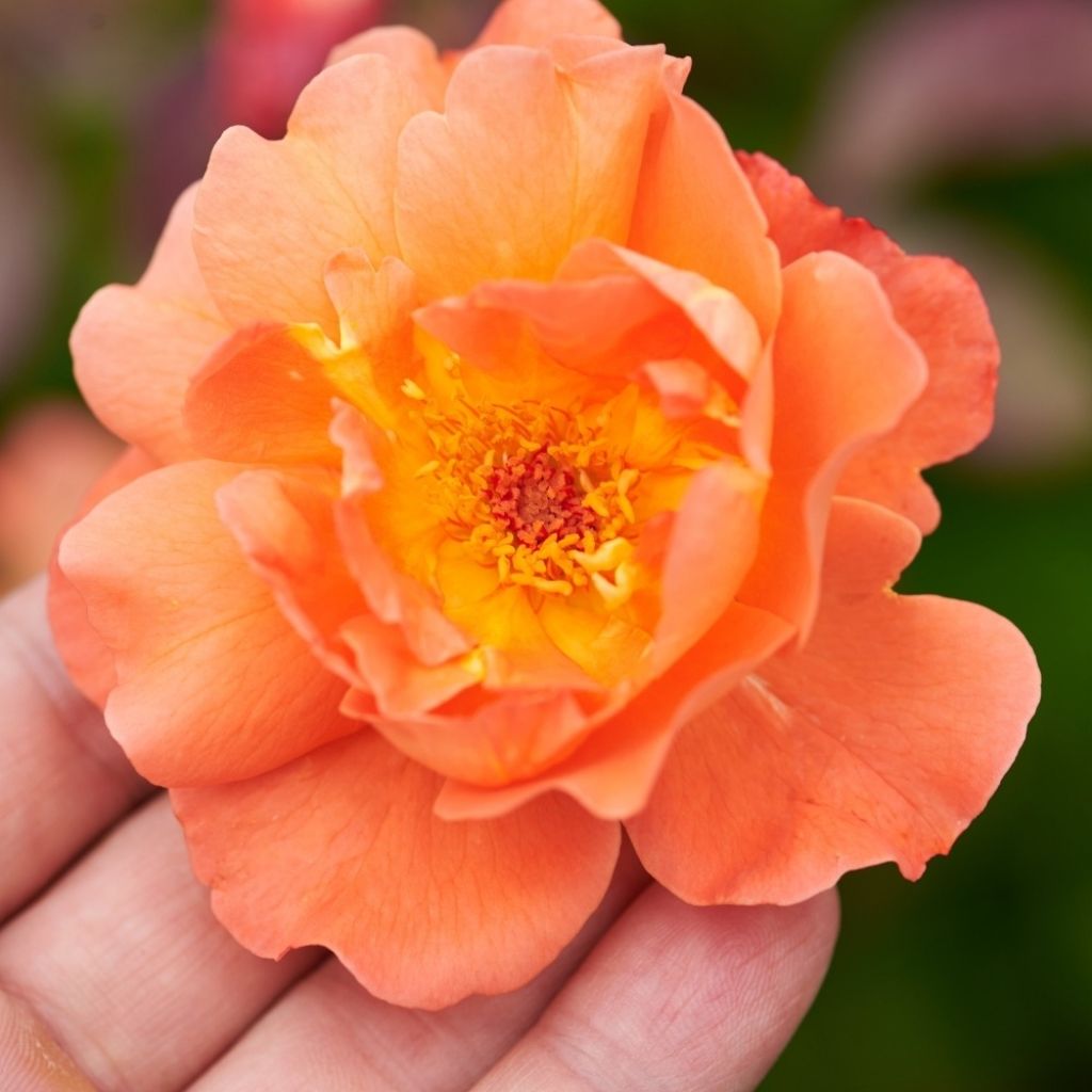 Rosier arbustif Westerland