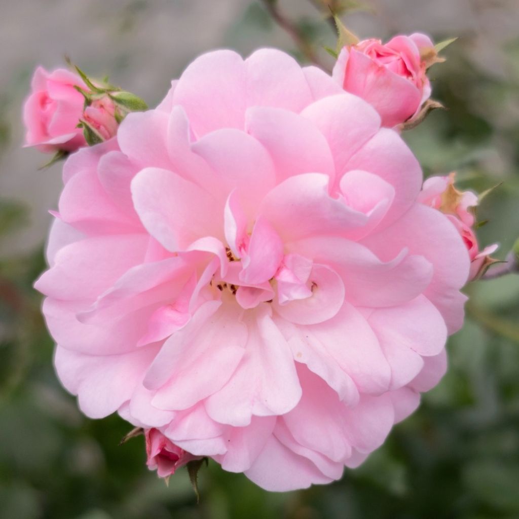Rosier tige Bonica