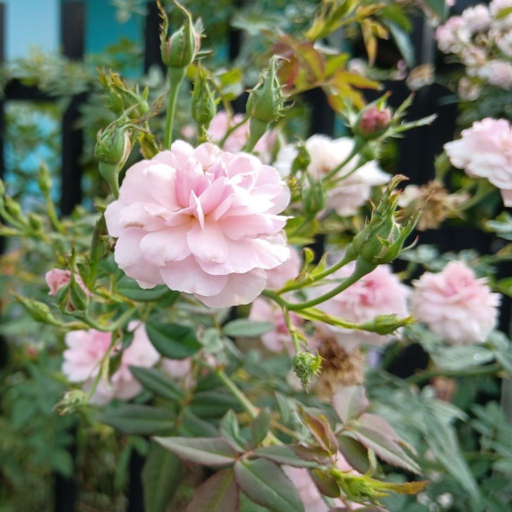 Rosier tige Bonica