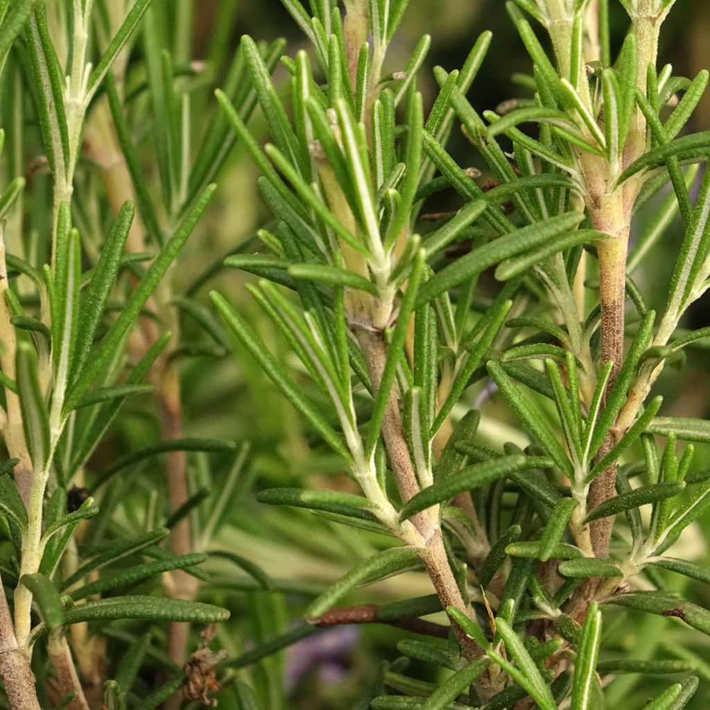 Rosmarinus officinalis Corsican Blue - Romarin