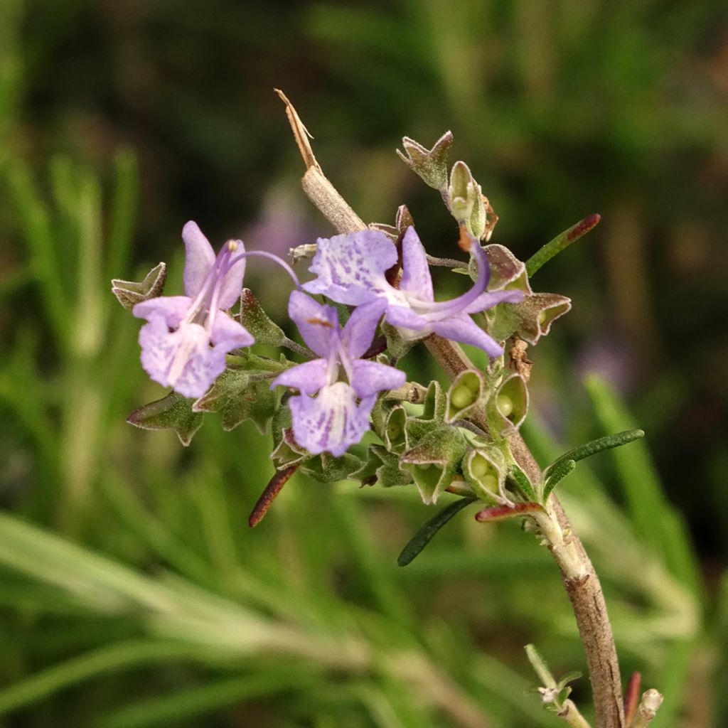 Rosmarinus officinalis Corsican Blue - Romarin