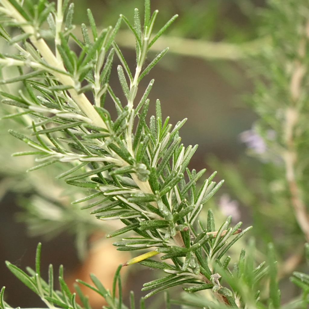 Rosmarinus officinalis Whitewater Silver - Romarin prostré