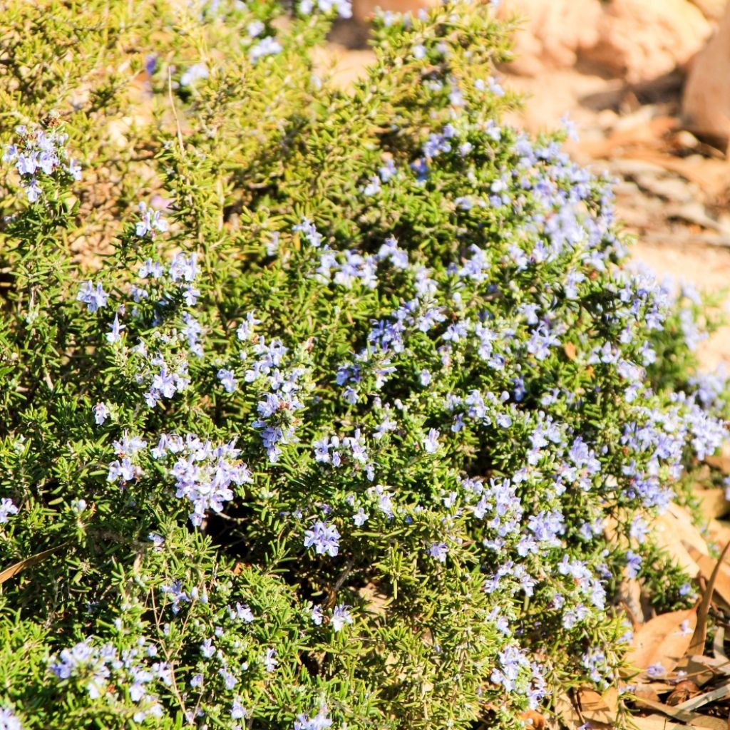 Romarin rampant - Rosmarinus officinalis Prostratus