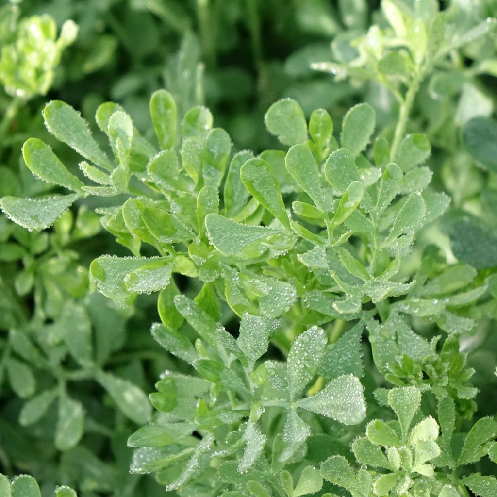 Rue officinale - Ruta graveolens