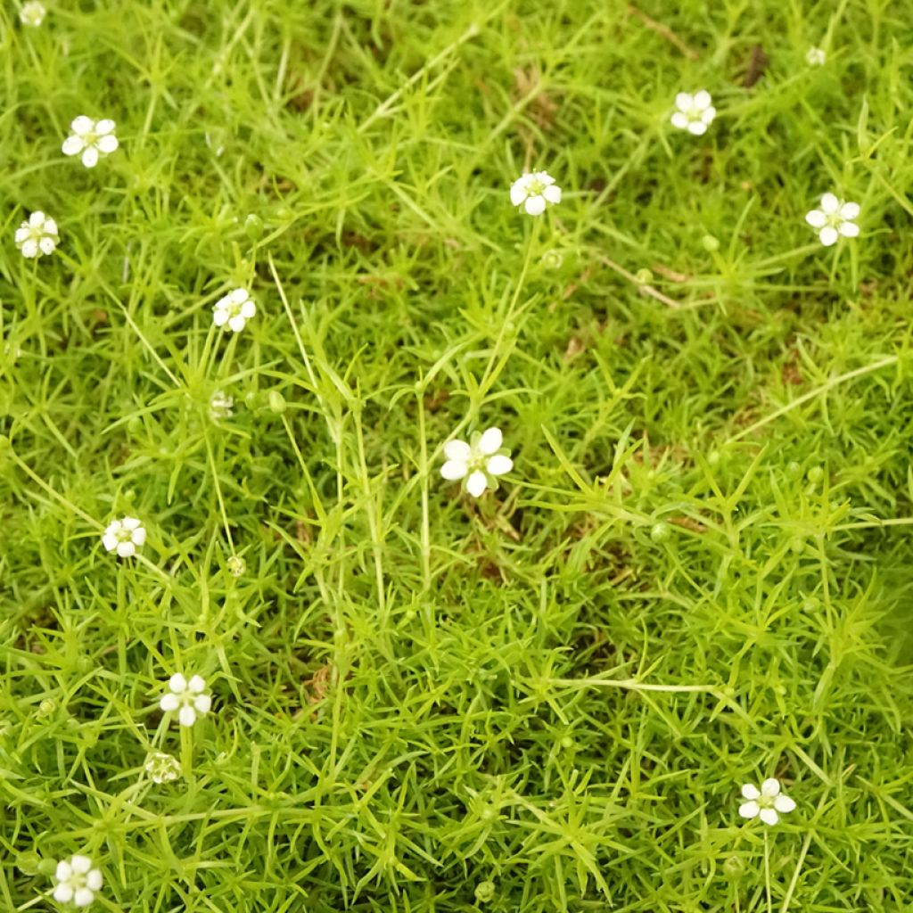 Sagina subulata Aurea - Sagine subulée dorée