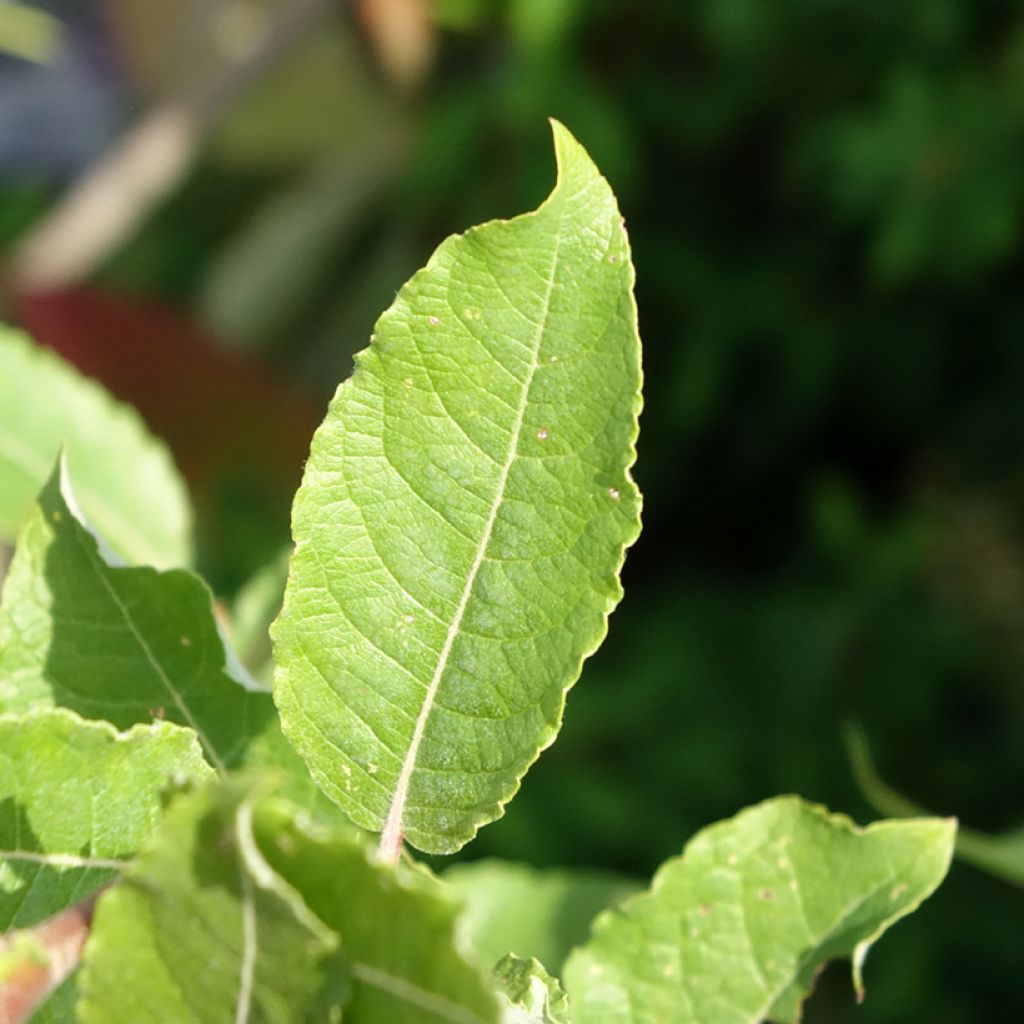 Salix caprea Gold-Bienenkätzchen - Saule marsault