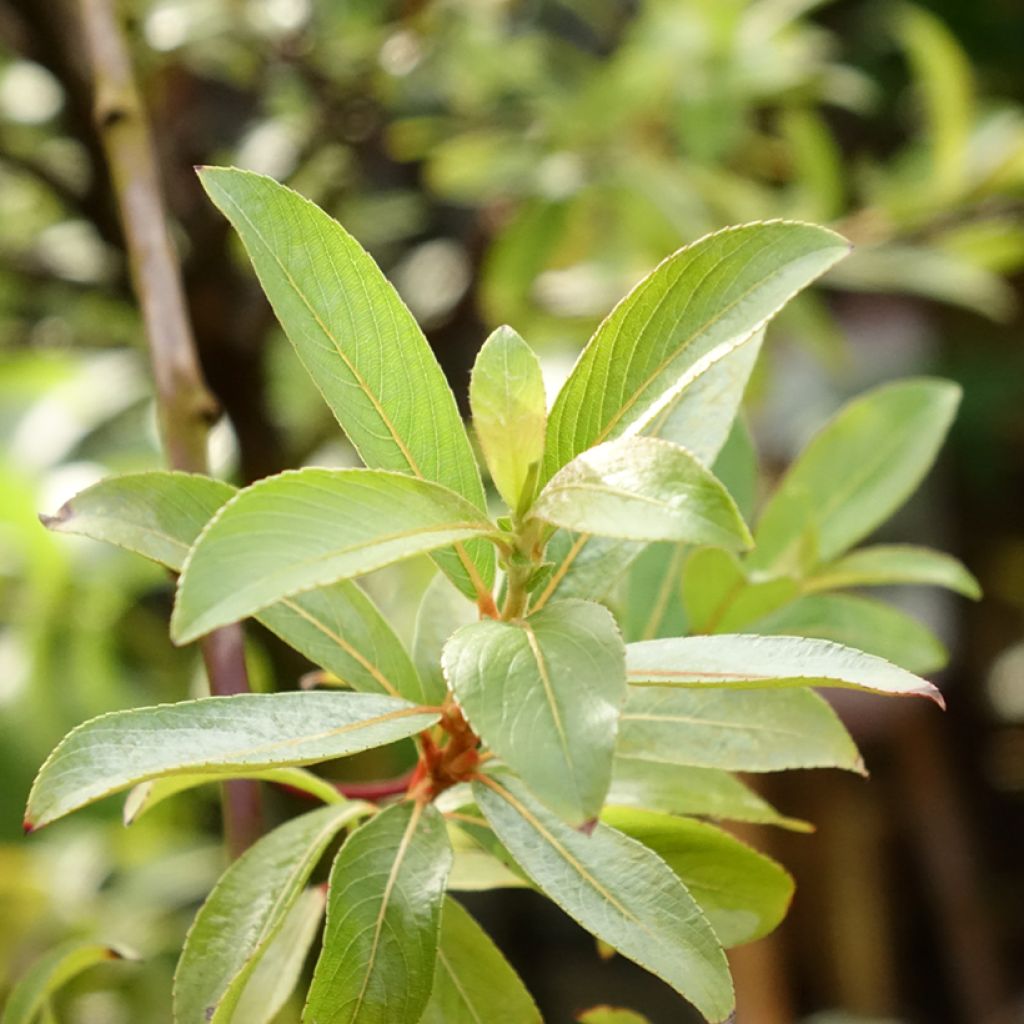 Salix chaenomeloides Mount Aso - Saule japonais