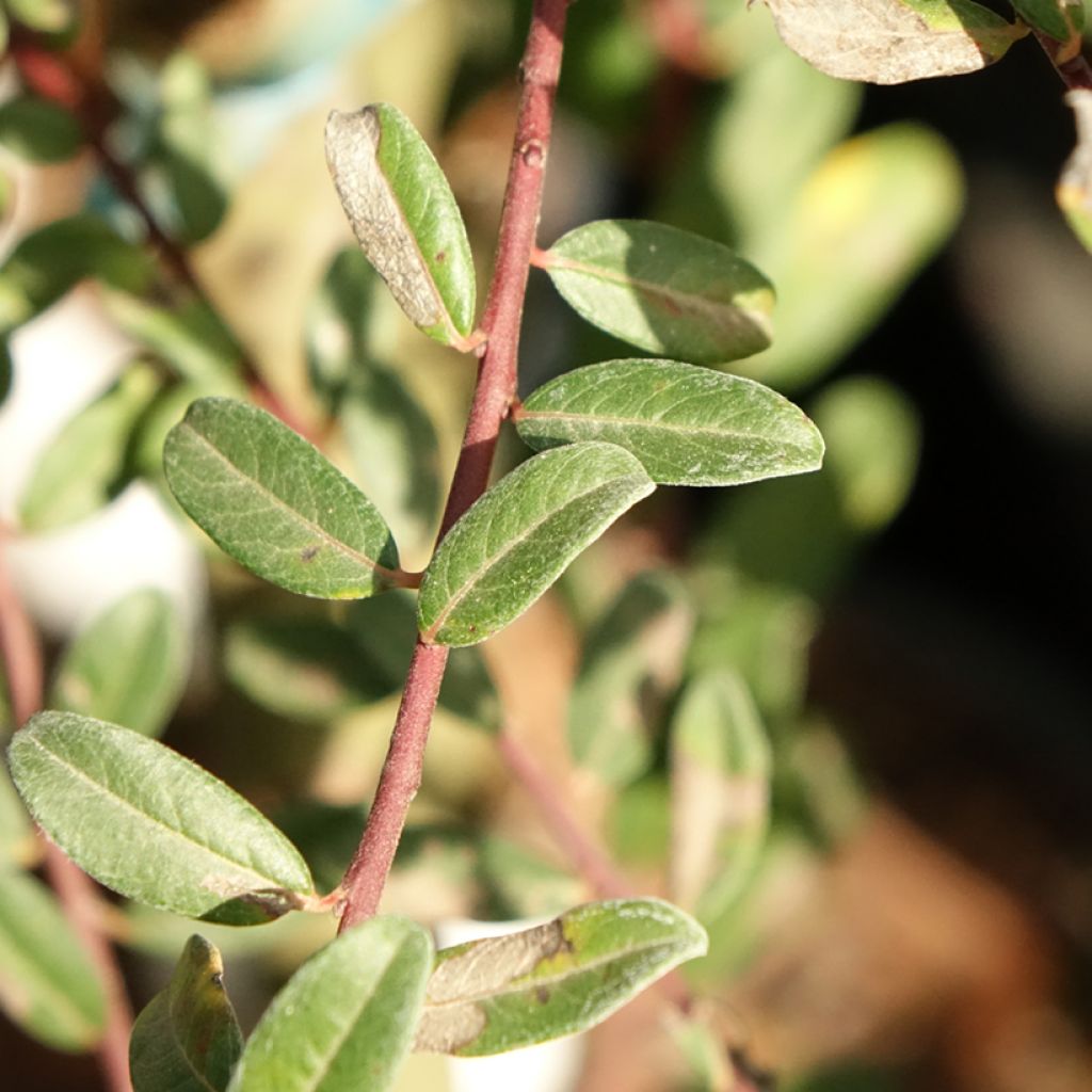 Salix repens Armando - Saule rampant