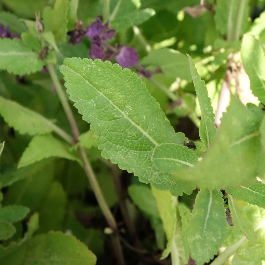 Salvia nemorosa Blue Marvel - Sauge des bois