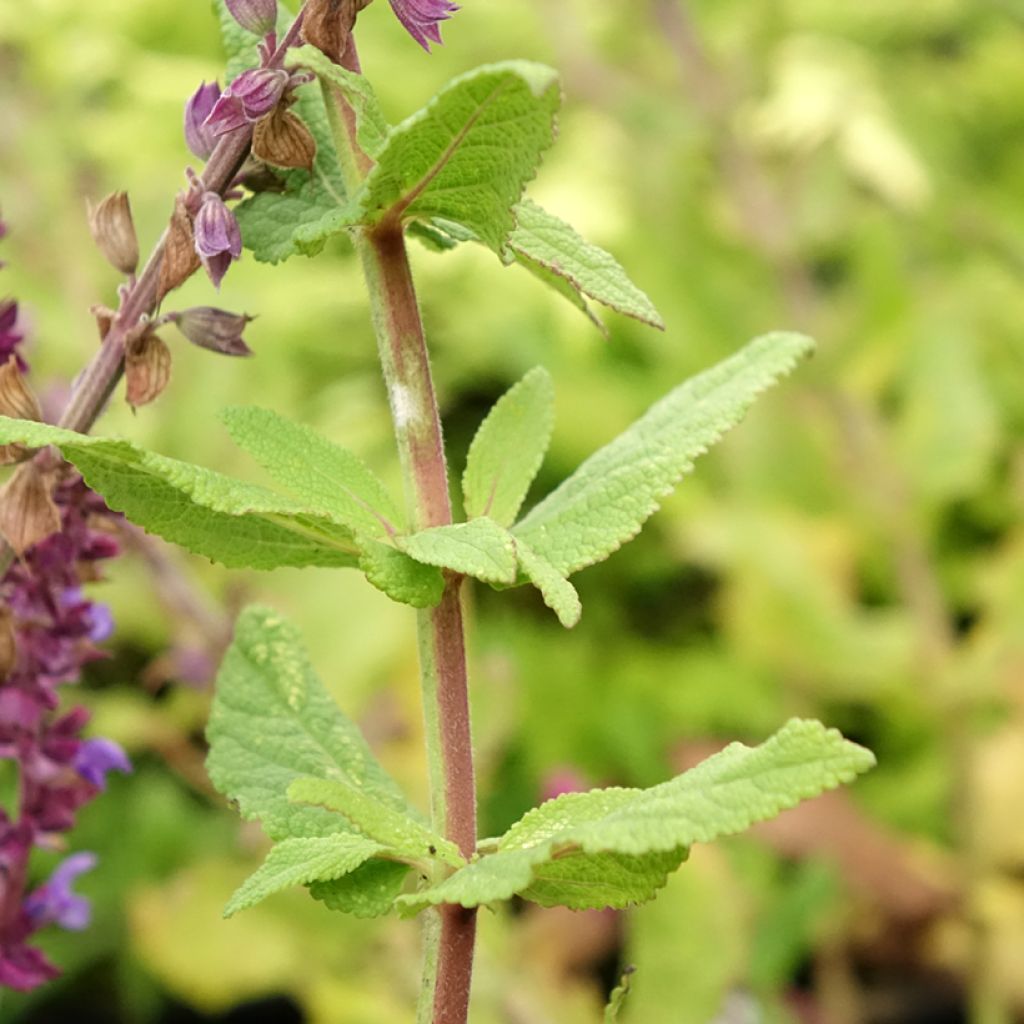Salvia nemorosa Caradonna Compact - Sauge des bois