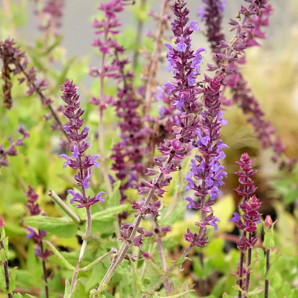 Salvia nemorosa Caradonna Compact - Sauge des bois