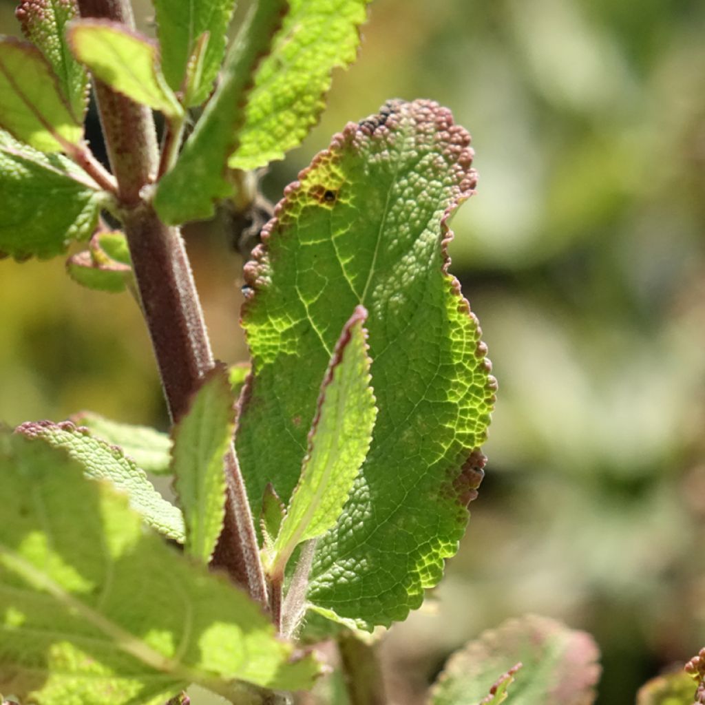 Salvia nemorosa Katsjing - Sauge des bois