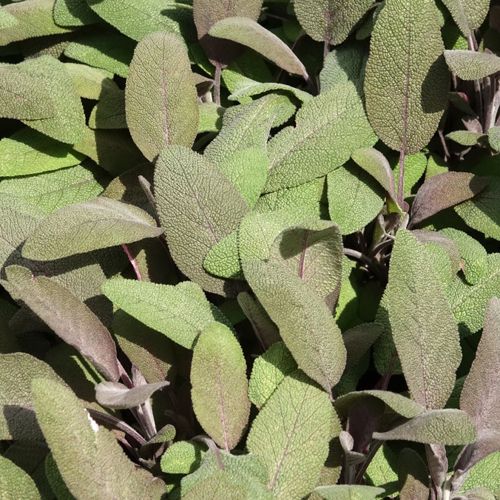 Sauge officinale Purpurascens - Sauge pourpre