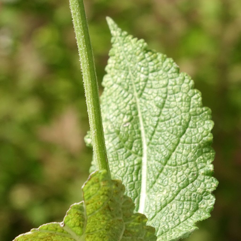 Salvia pratensis Madeline - Sauge des près bicolore