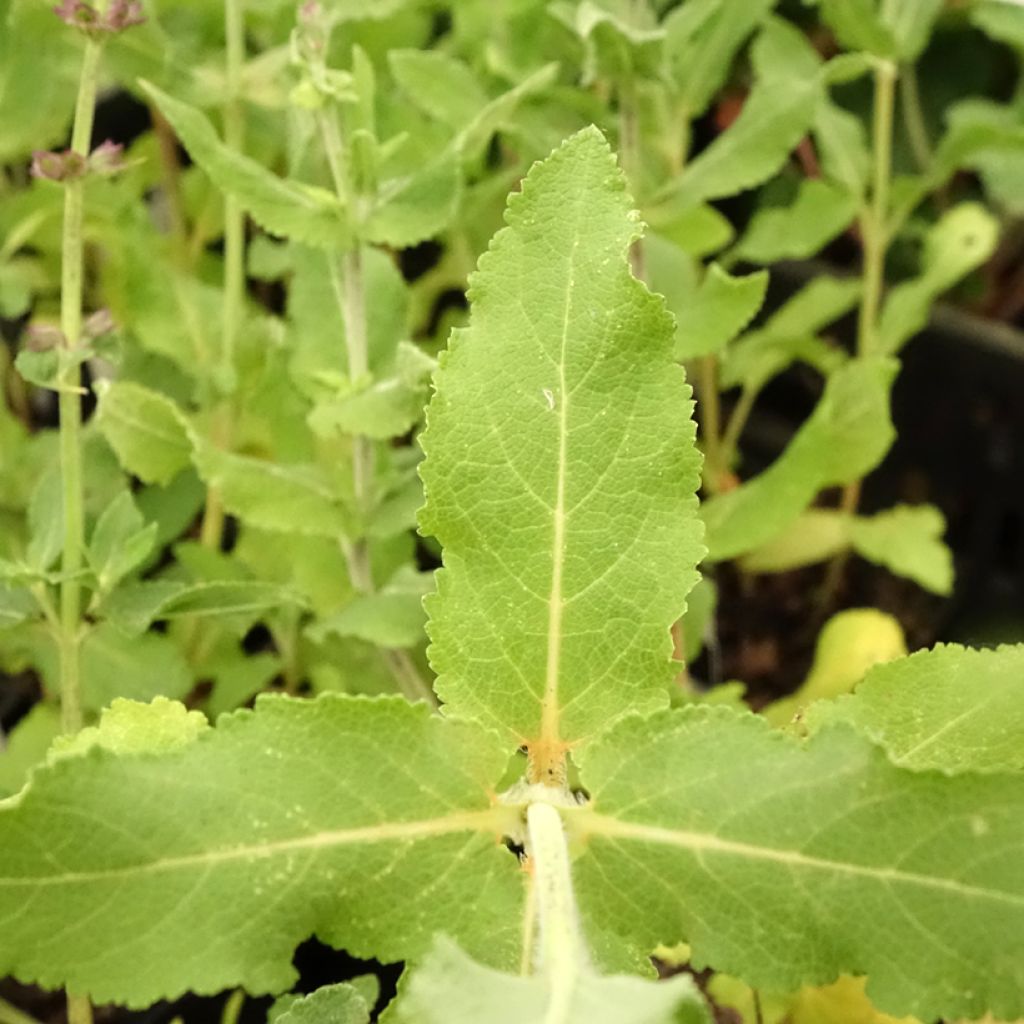 Salvia superba Blaukönigin (Reine des Bleues) - Sauge des bois