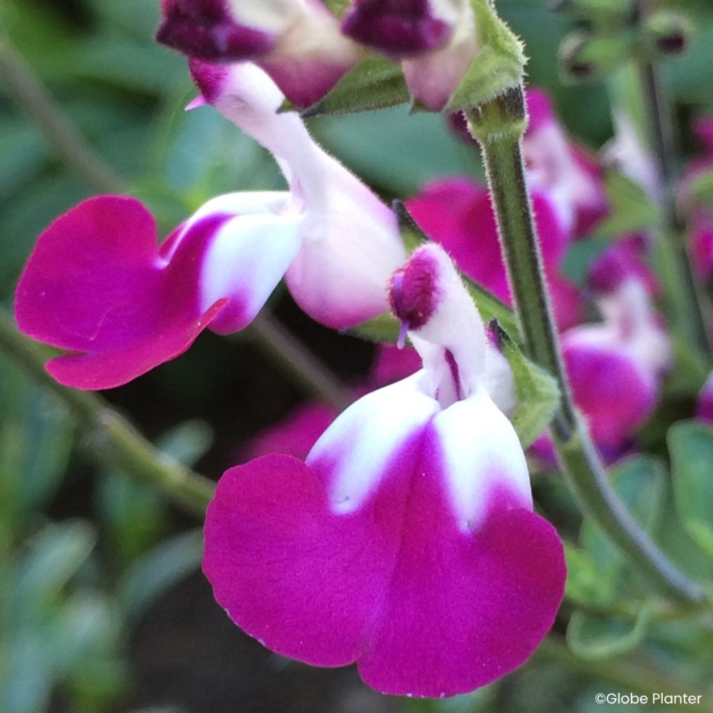 Sauge arbustive Cherry Lips - Salvia greggii