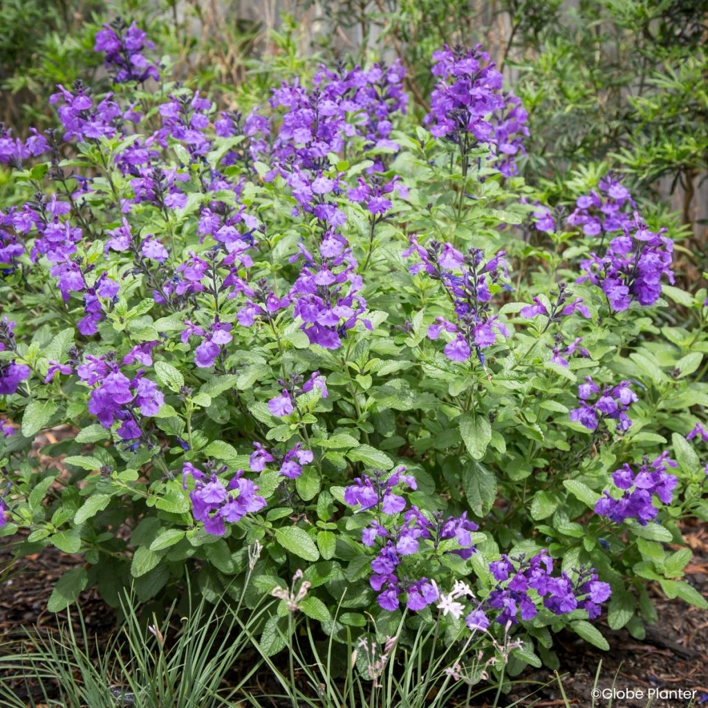 Sauge arbustive So Cool Purple - Salvia microphylla