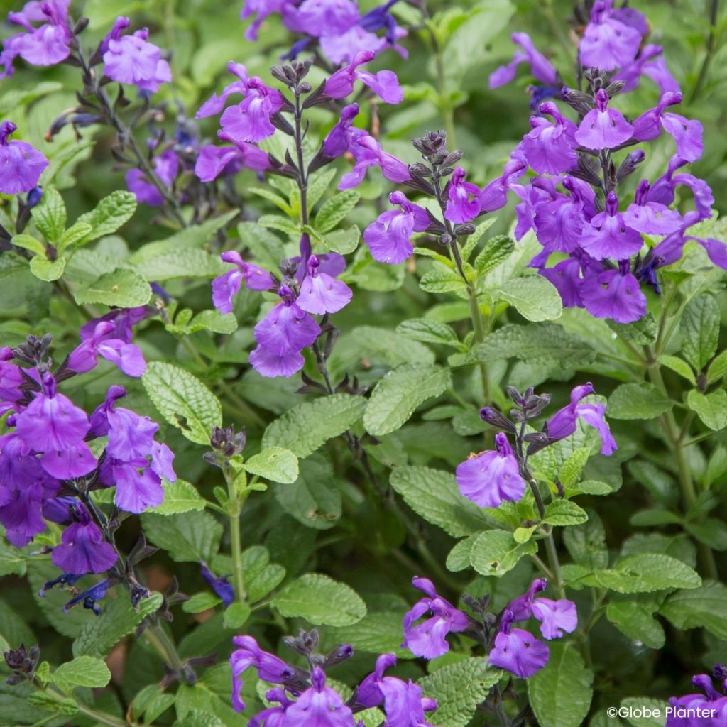 Sauge arbustive So Cool Purple - Salvia microphylla