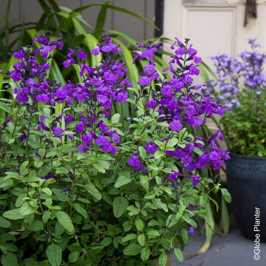 Sauge arbustive So Cool Purple - Salvia microphylla