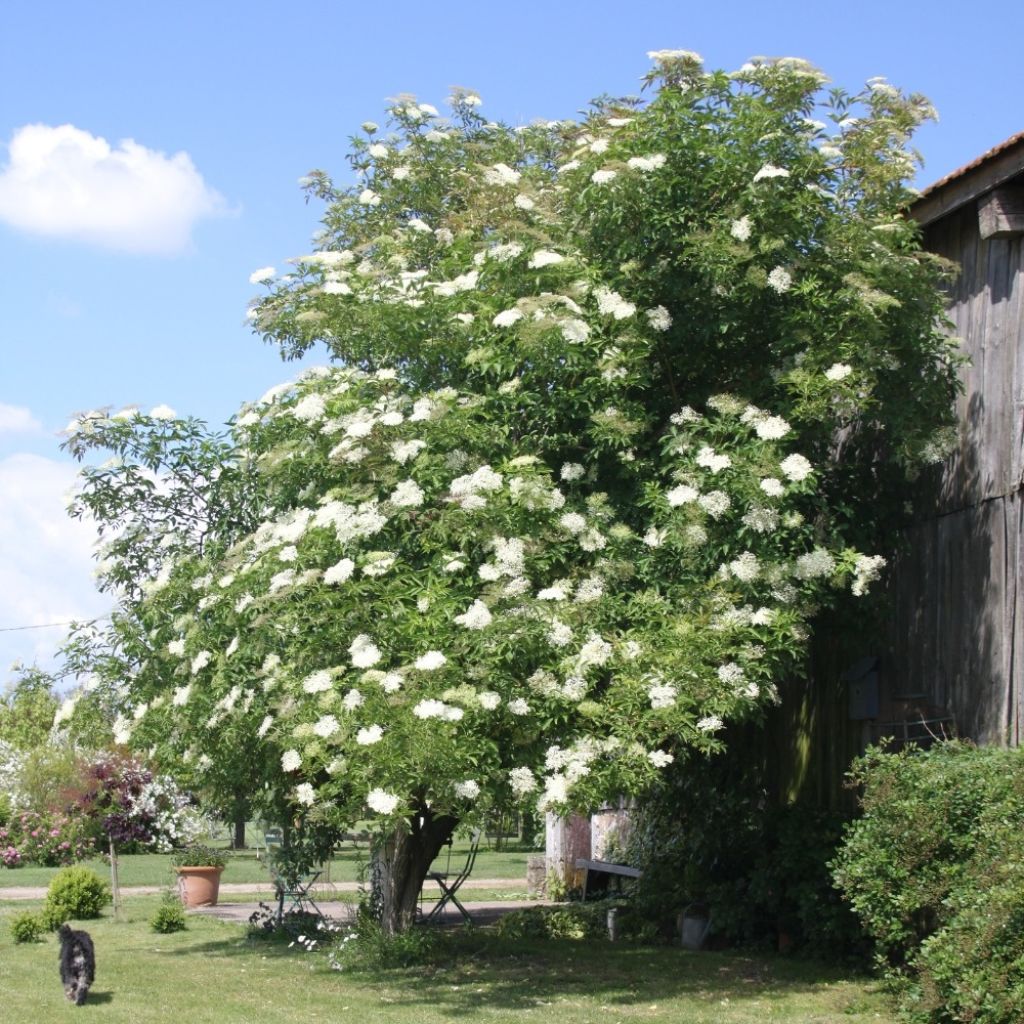 Sureau noir - Sambucus nigra