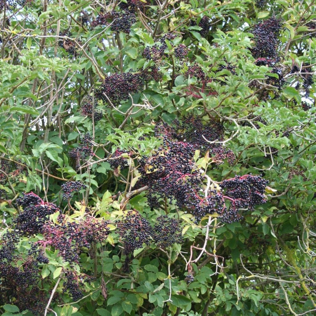 Sureau noir - Sambucus nigra