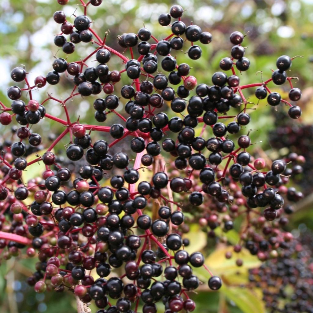 Sureau noir - Sambucus nigra