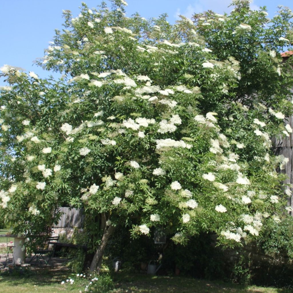 Sureau noir - Sambucus nigra