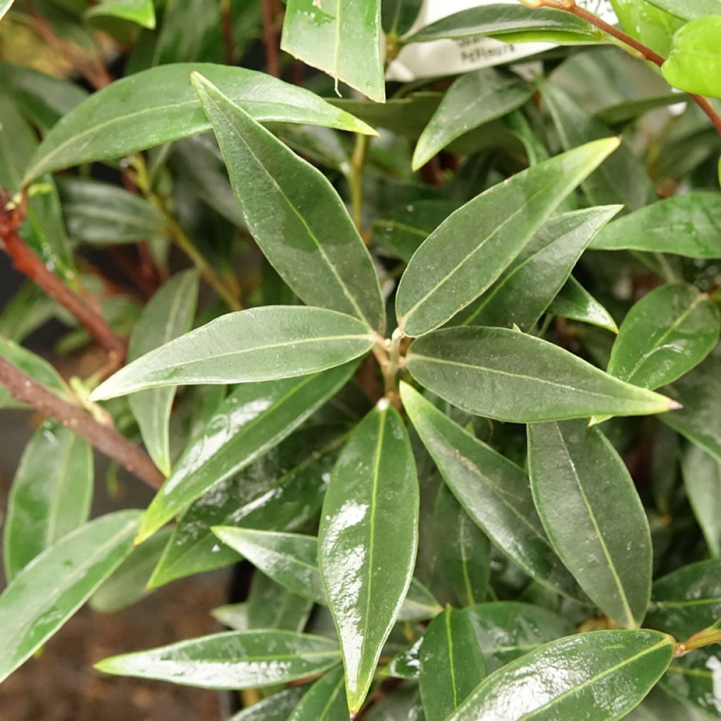 Sarcococca hookeriana Purple Gem