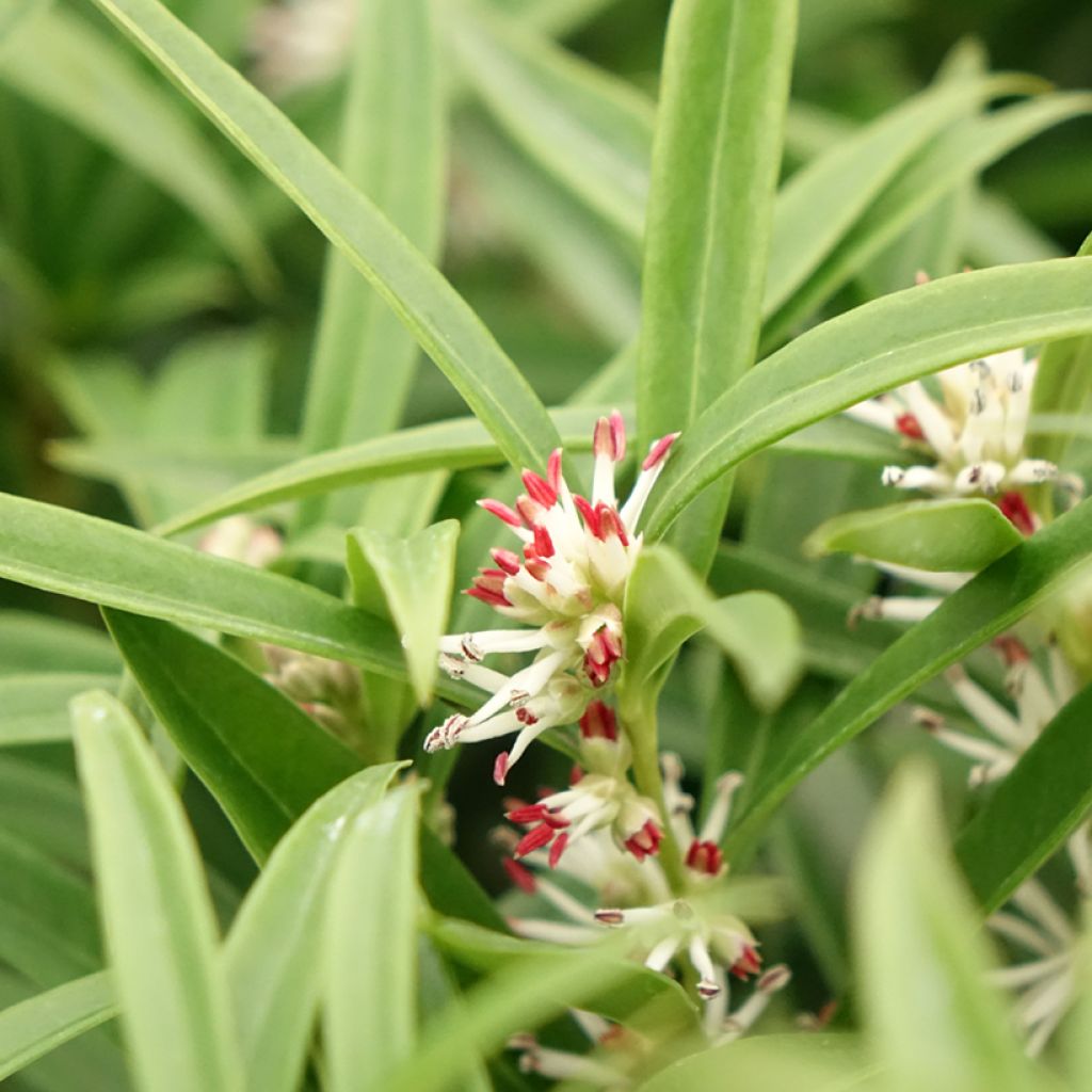 Sarcococca saligna - Sarcocoque à feuilles de saule