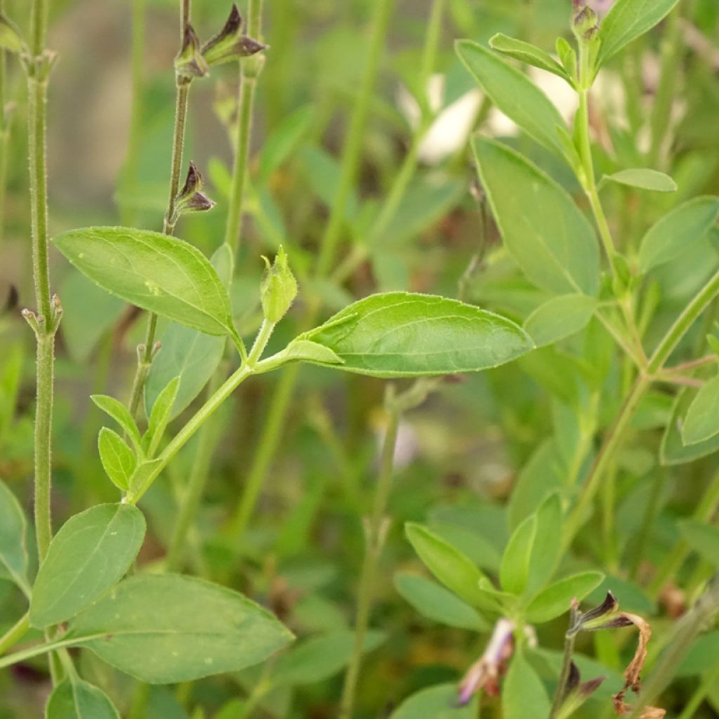 Sauge arbustive Amethyst Lips - Salvia greggii