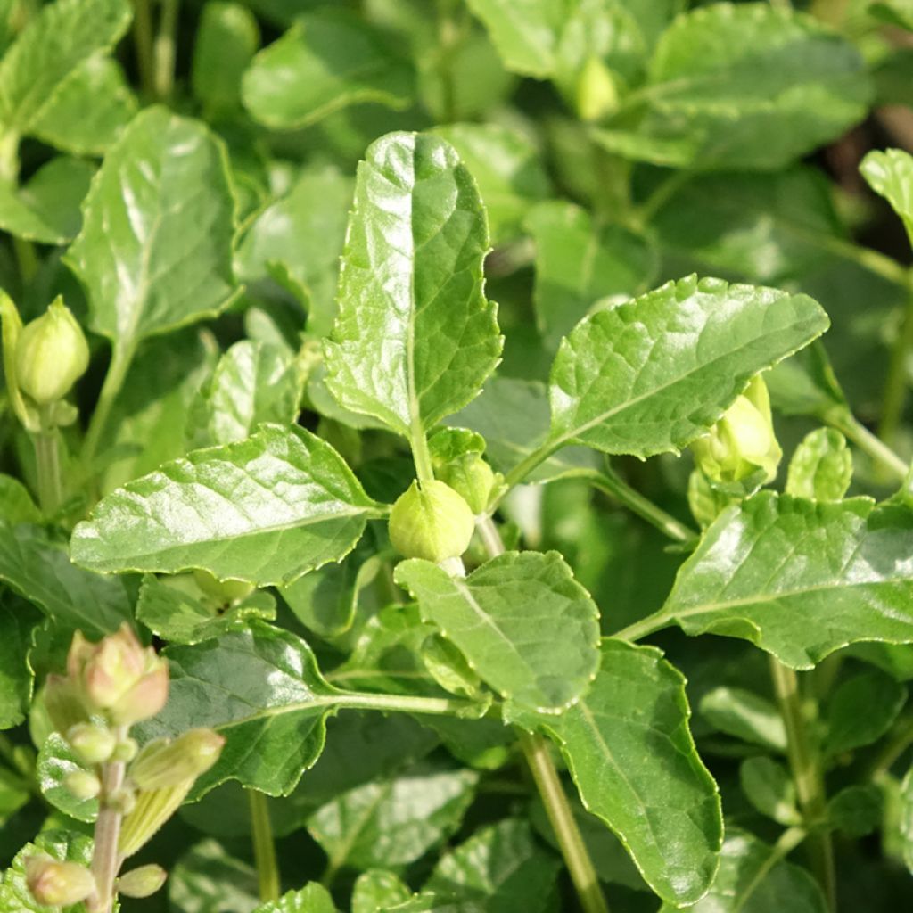 Sauge arbustive Gletsjer - Salvia microphylla