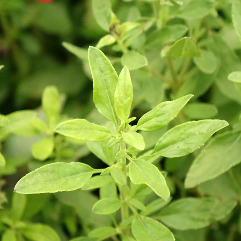 Sauge arbustive - Salvia greggii Mirage Burgundy