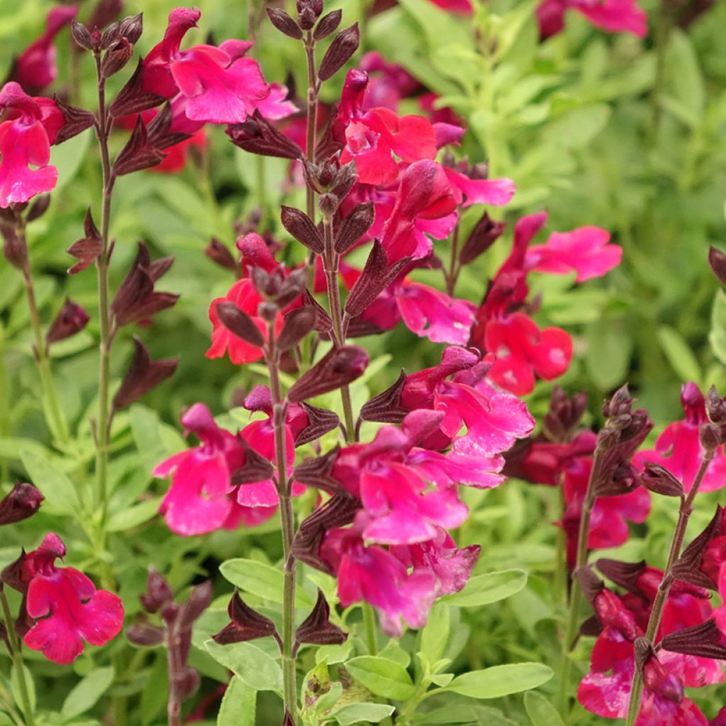 Sauge arbustive - Salvia greggii Mirage Burgundy