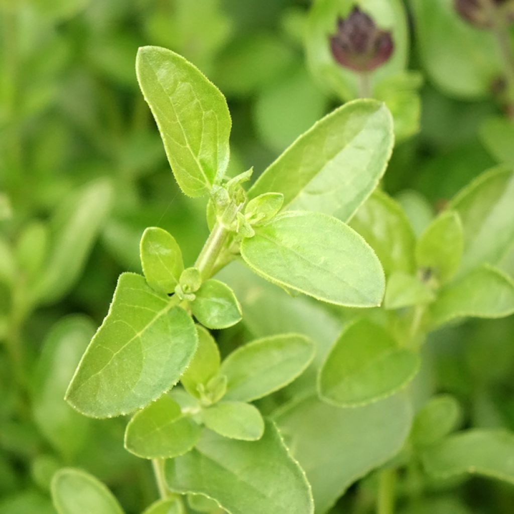 Sauge arbustive - Salvia greggii Mirage Salmon