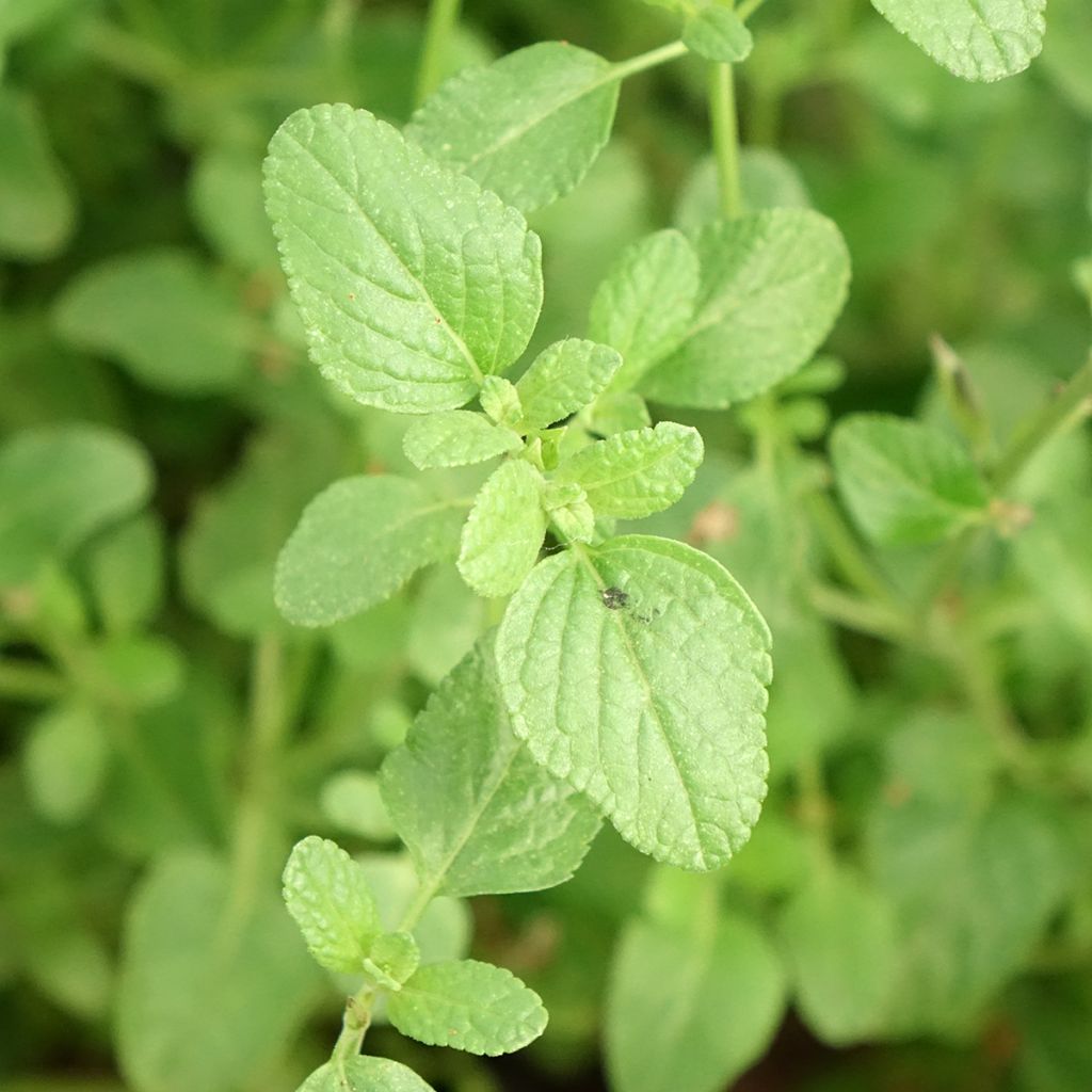 Sauge arbustive So Cool Pale Blue - Salvia microphylla