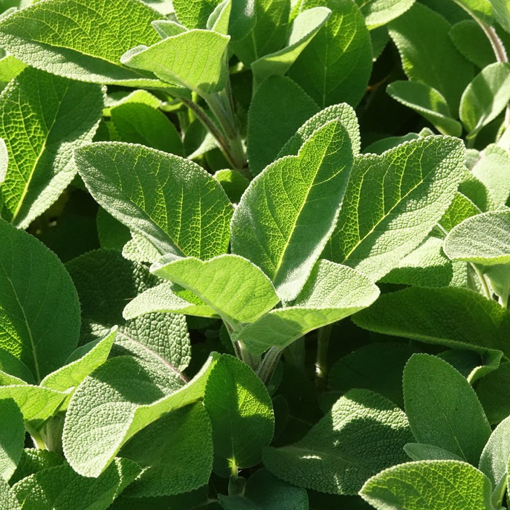 Sauge officinale Berggarten