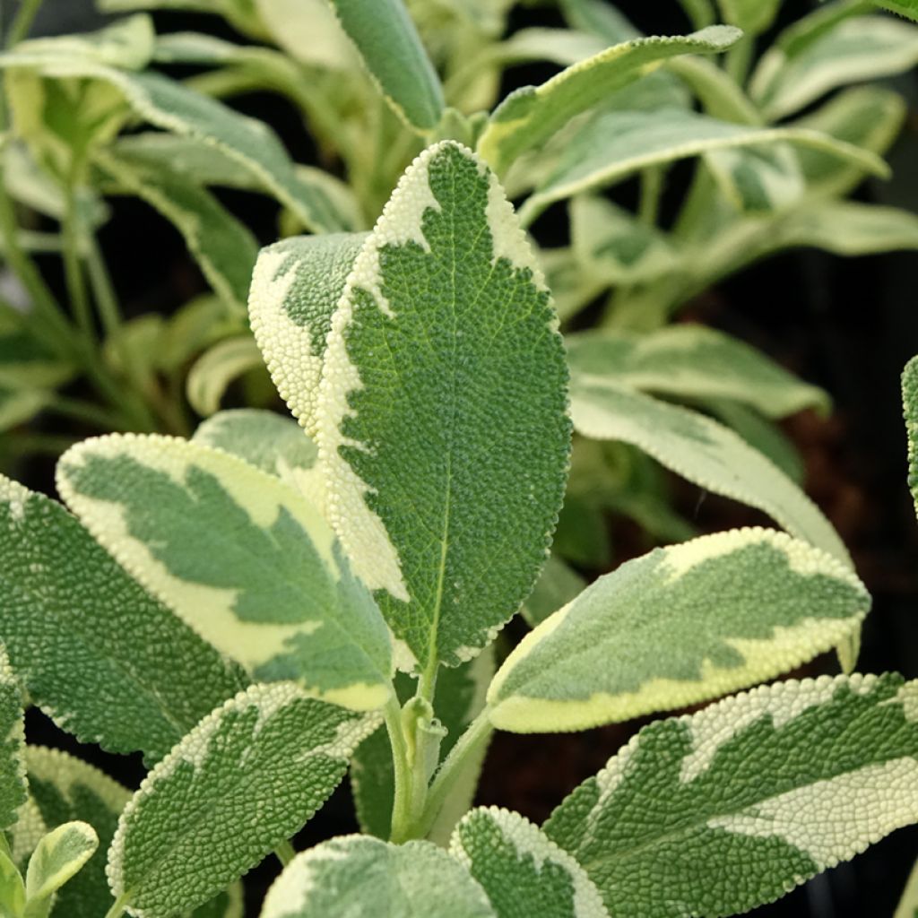 Sauge officinale Berggarten Variegated - Salvia officinalis