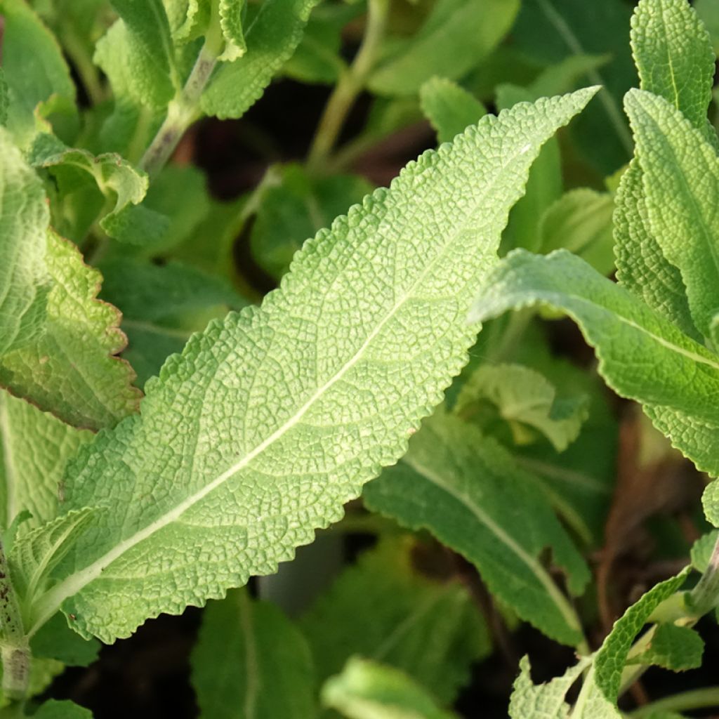 Sauge - Salvia nemorosa Caradonna Pink