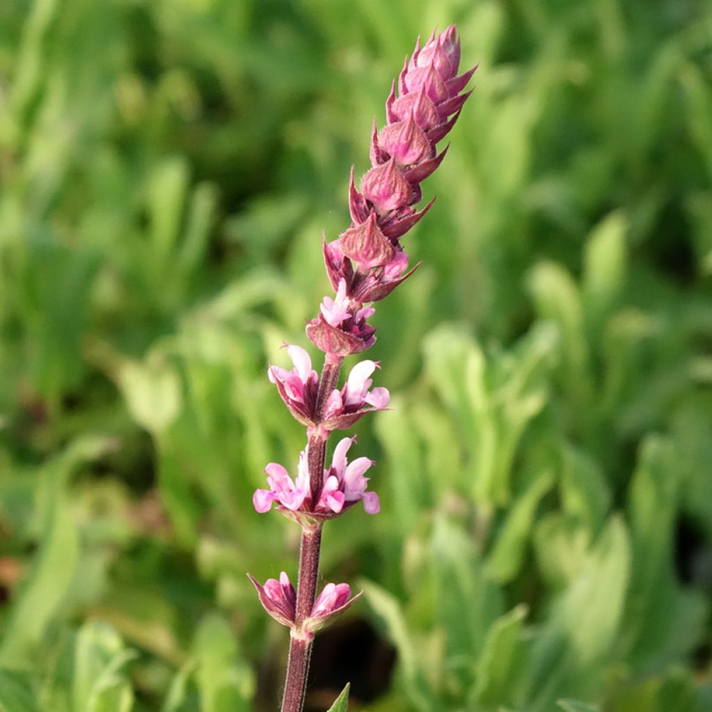 Sauge - Salvia nemorosa Caradonna Pink