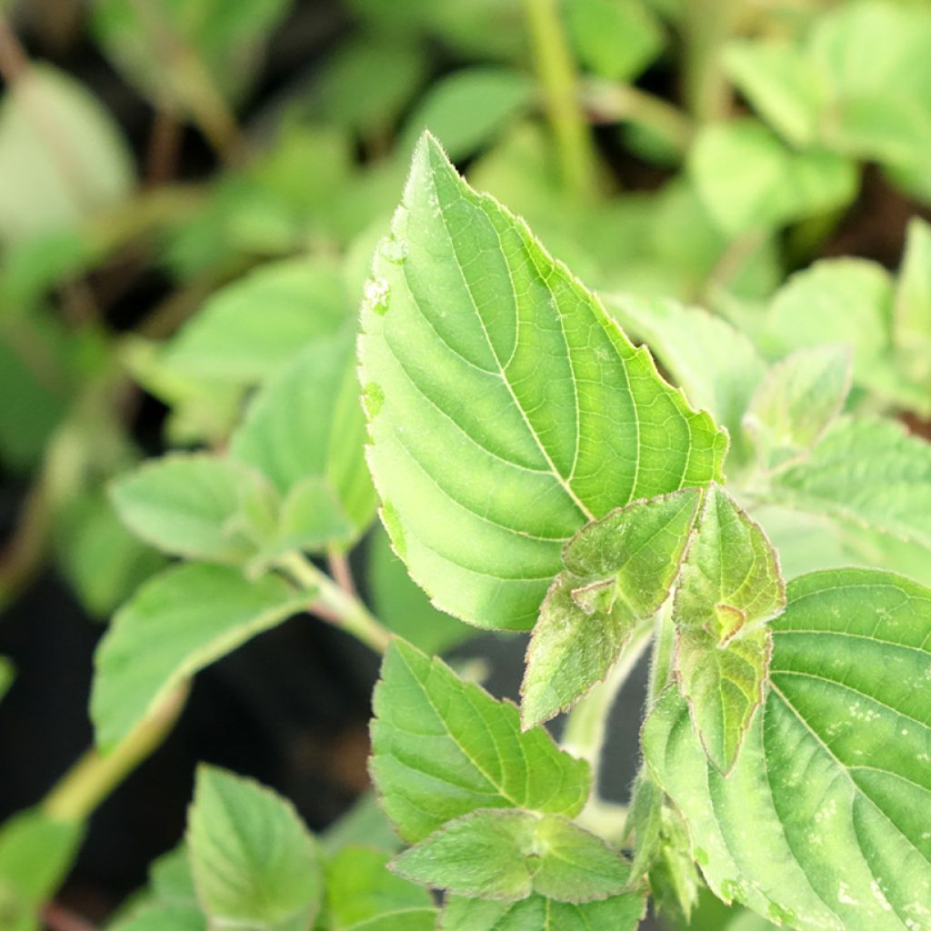 Sauge Tangerine goût d'orange - Salvia elegans