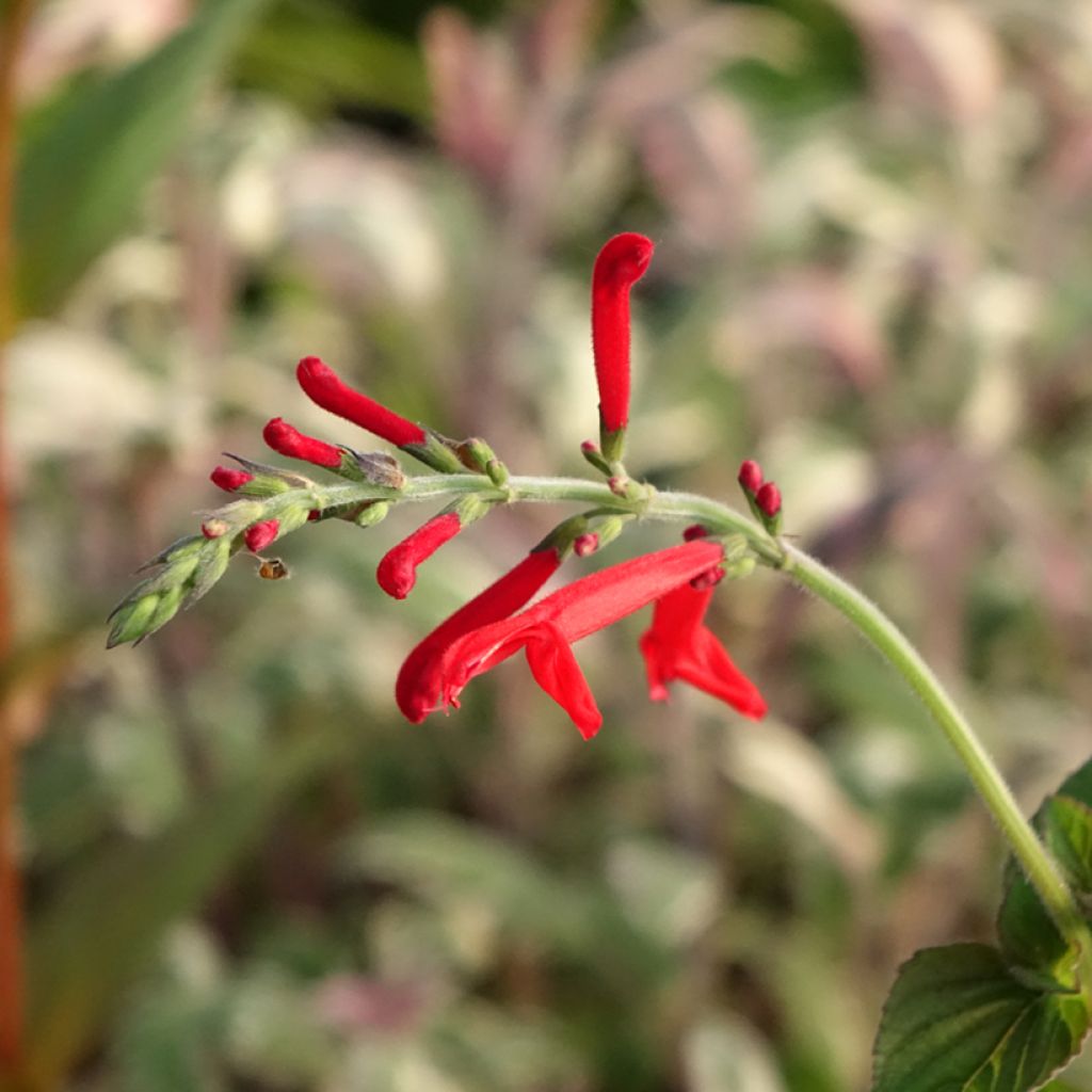 Sauge Tangerine goût d'orange - Salvia elegans