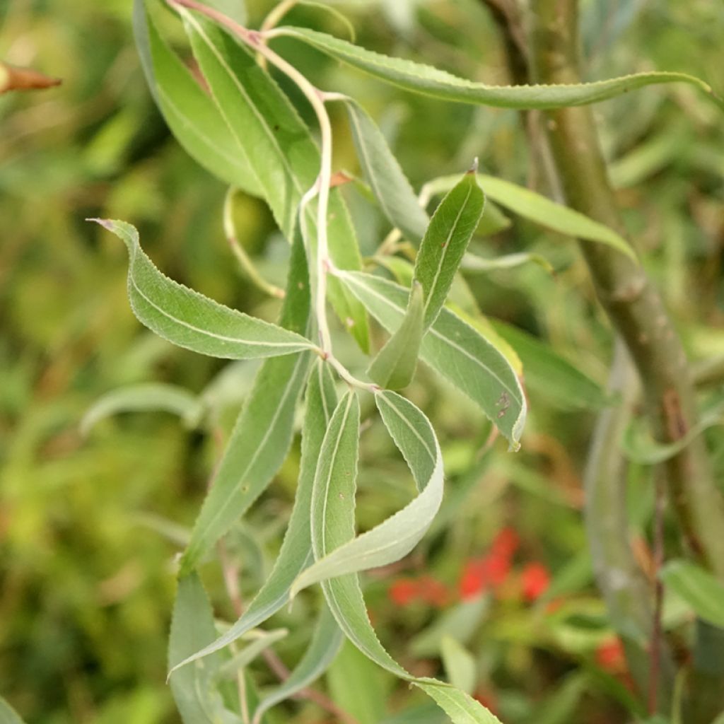 Saule blanc tortueux - Salix alba Dart's Snake