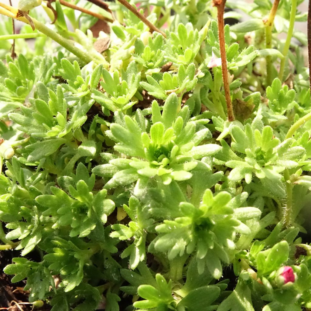 Saxifraga arendsii Purpurteppich - Saxifrage mousse