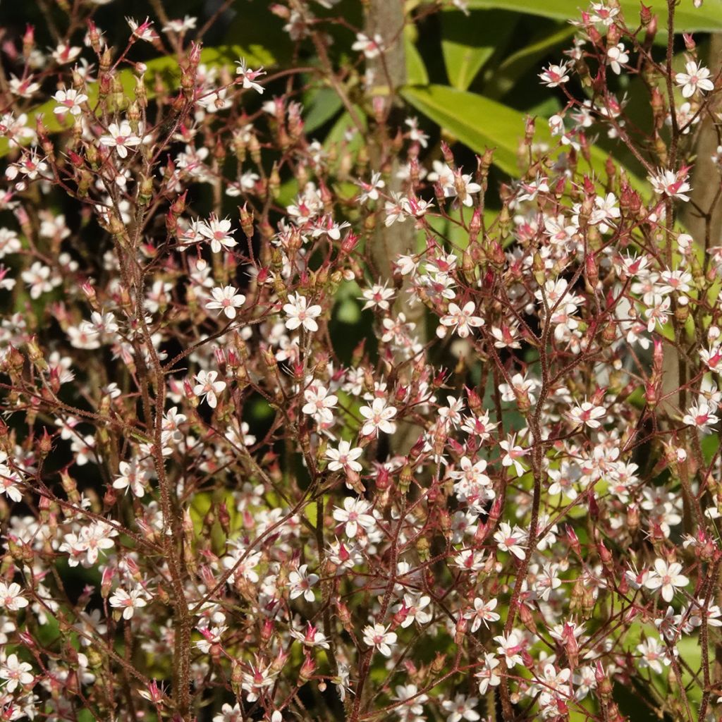 Saxifraga x urbium Aureopunctata - Désespoir du peintre