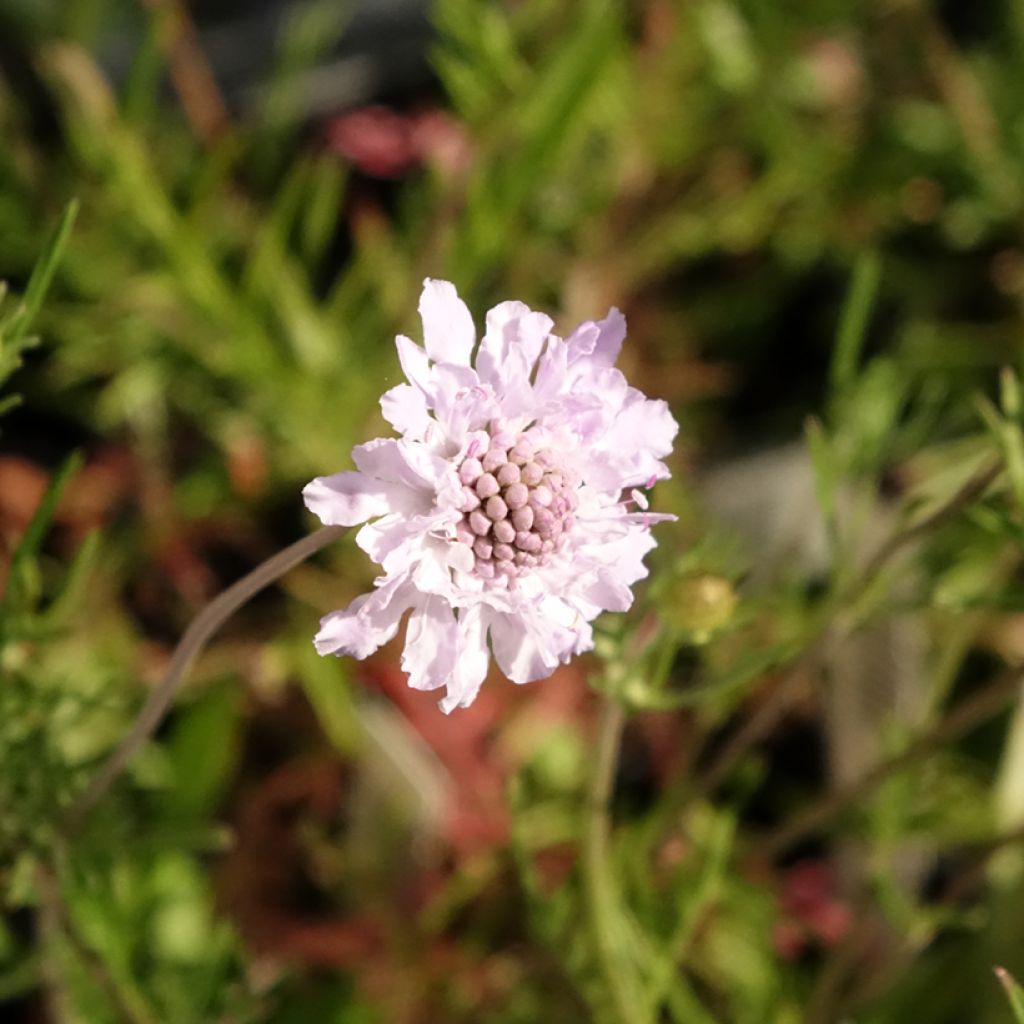 Scabiosa canescens ou suaveolens - Scabieuse odorante