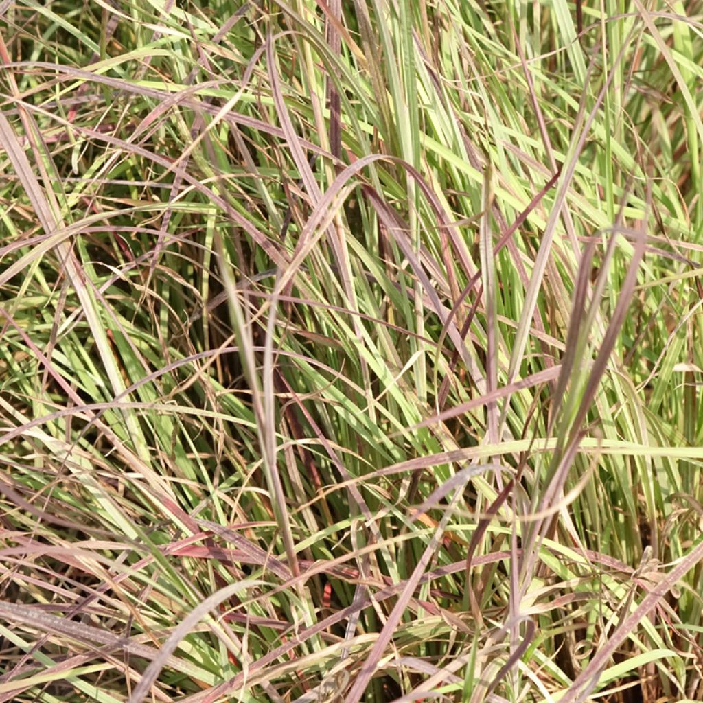 Schizachyrium Colorado - Herbe à balais